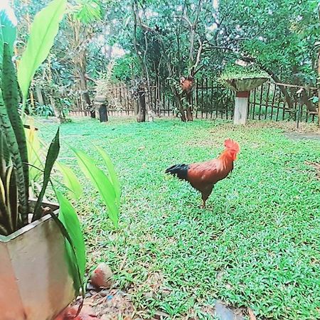 Bamboo Home stay Hiriketiya Dikwella Dış mekan fotoğraf