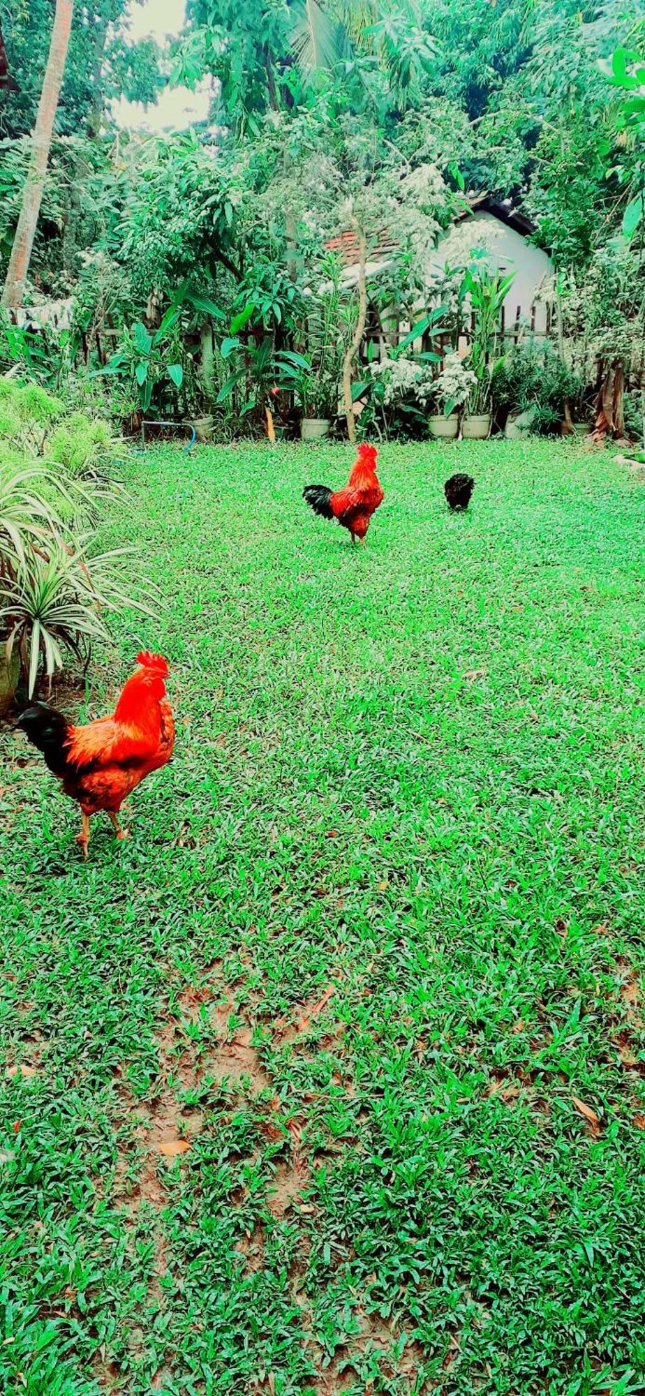 Bamboo Home stay Hiriketiya Dikwella Dış mekan fotoğraf